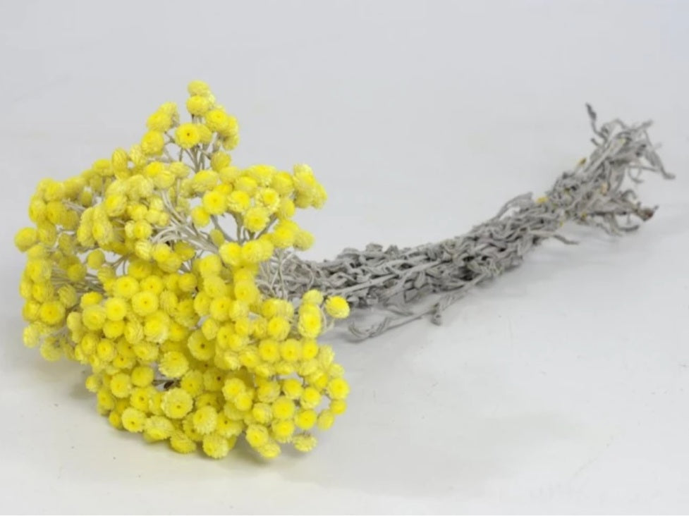 Helichrysum Immortelle 30 - 45 cm Weiß